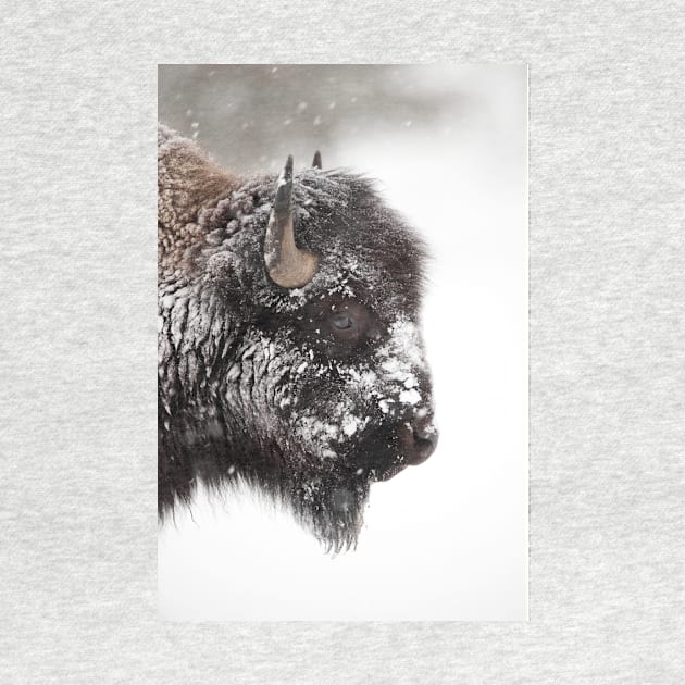 American bison (C011/1570) by SciencePhoto